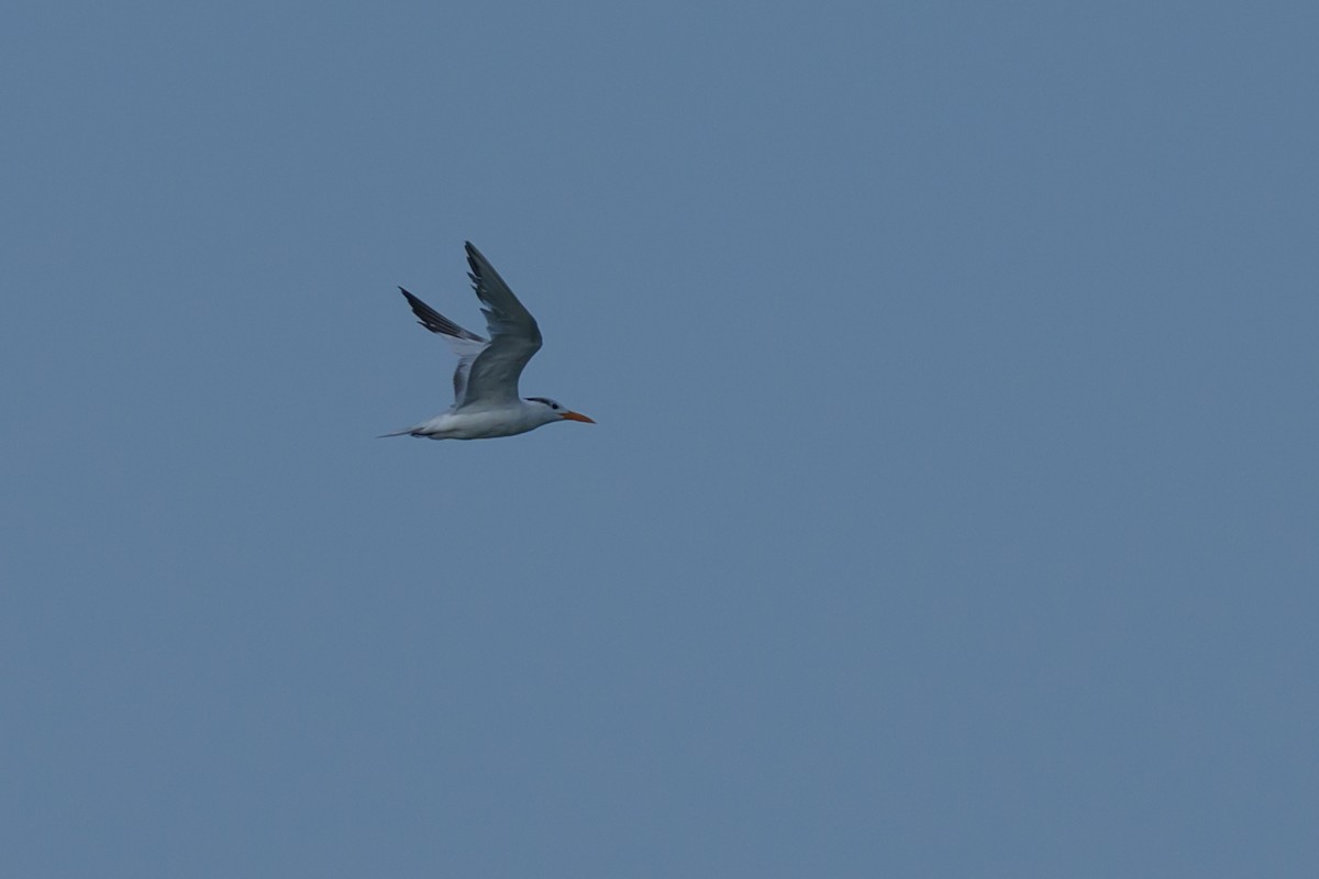 Royal Tern - ML641890905