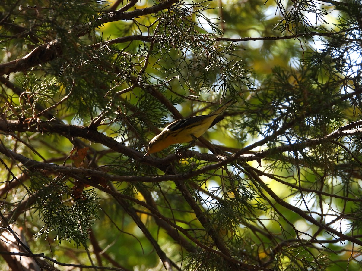 Blackburnian Warbler - ML641890931