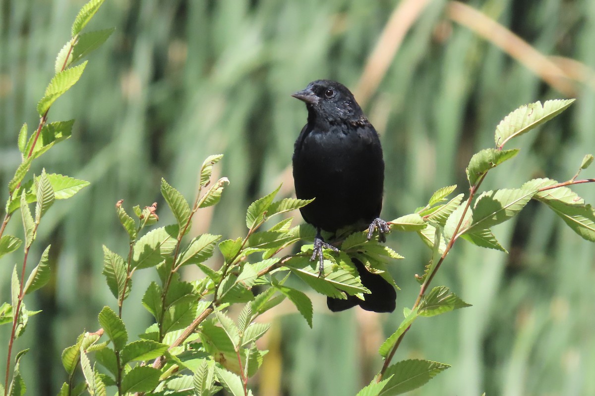 vlhovec červenokřídlý - ML641890939