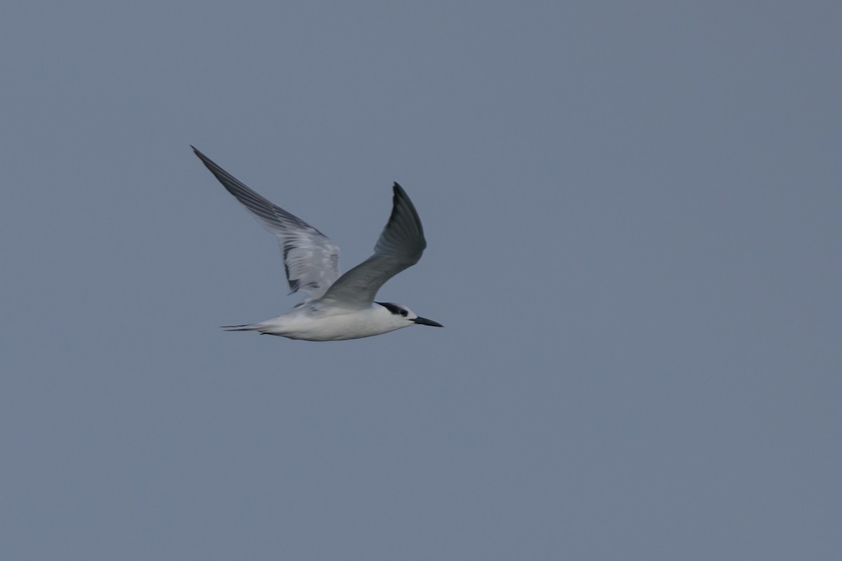 Sandwich Tern - ML641890941