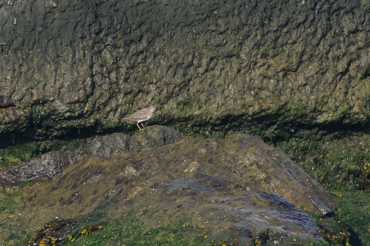 Least Sandpiper - ML641890946