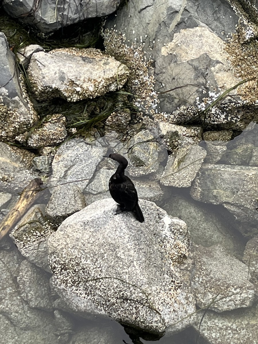Pelagic Cormorant - ML641890950