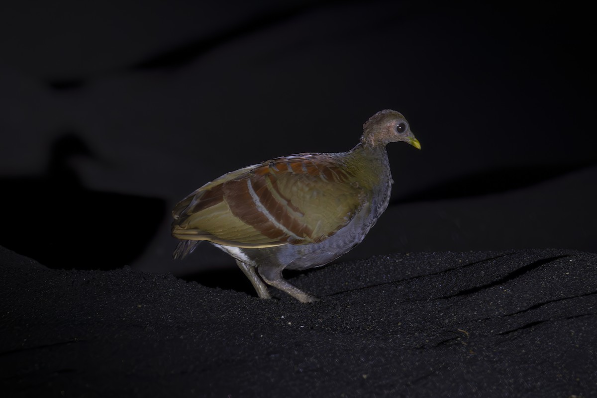 Moluccan Megapode - ML641890954