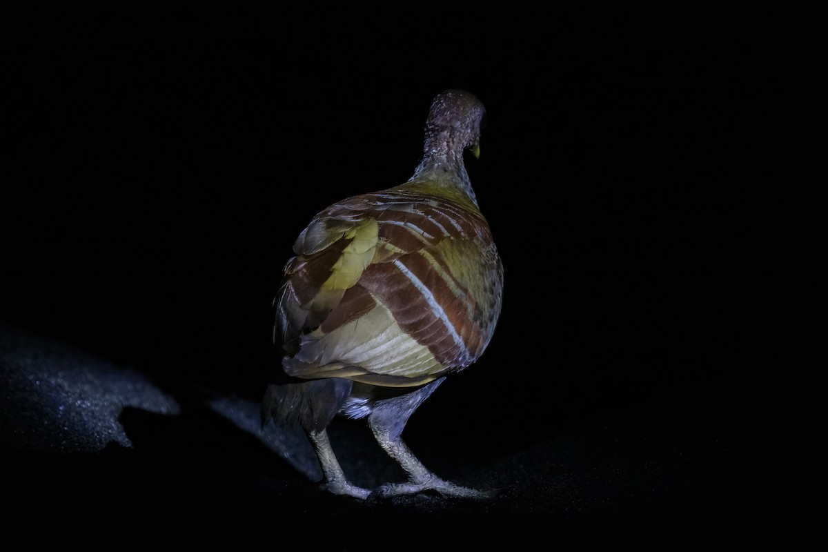 Moluccan Megapode - ML641890955