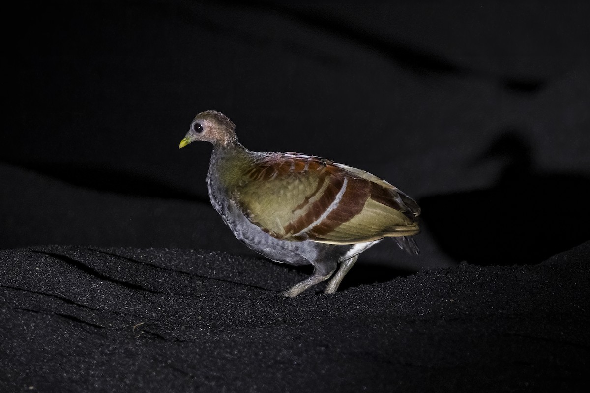 Moluccan Megapode - ML641890956