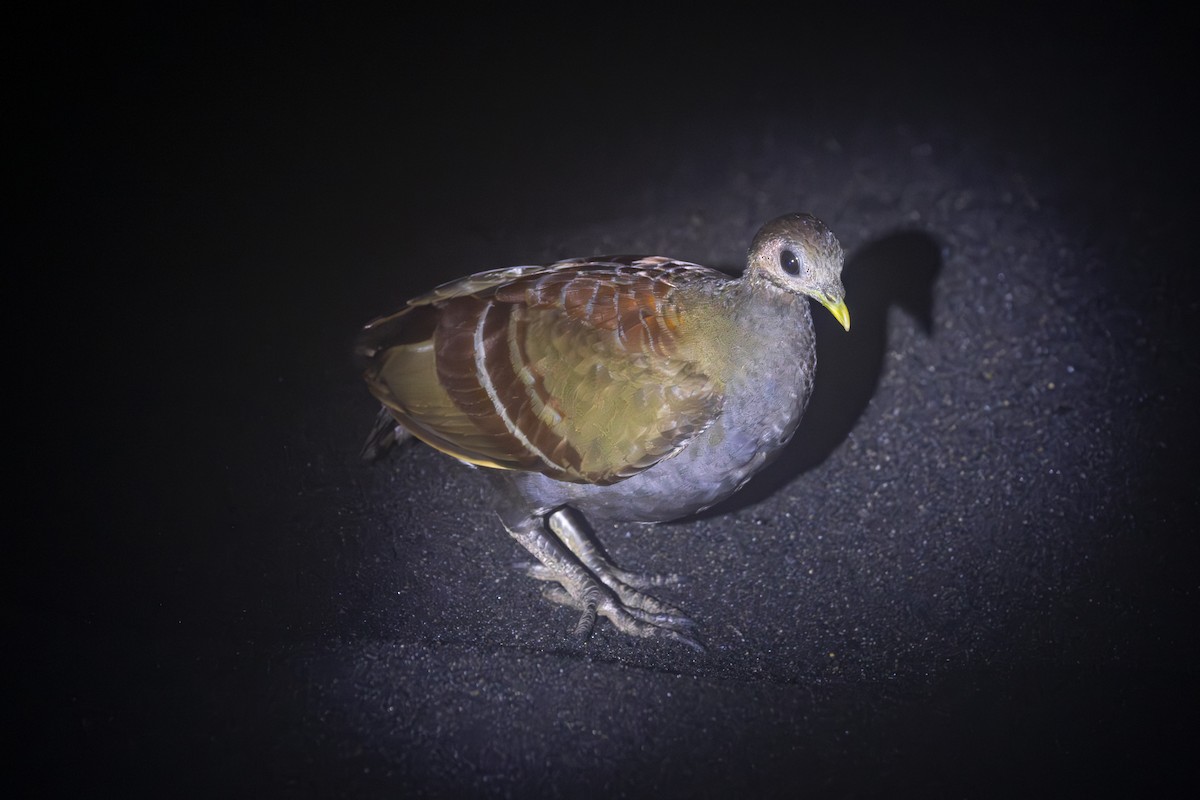 Moluccan Megapode - ML641890957