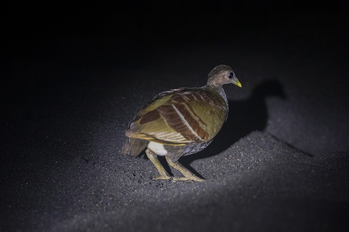 Moluccan Megapode - ML641890958