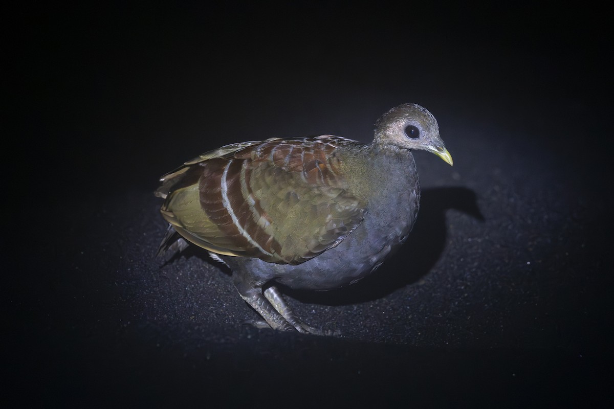 Moluccan Megapode - ML641890959