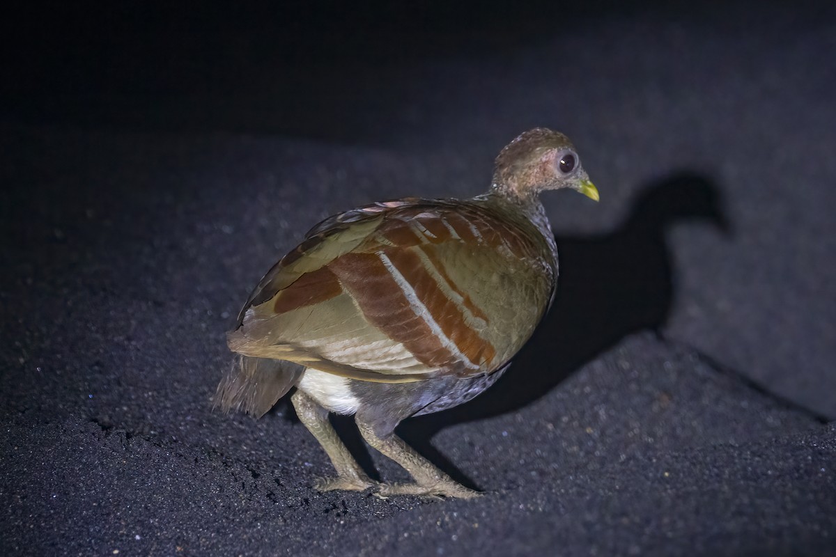 Moluccan Megapode - ML641890960