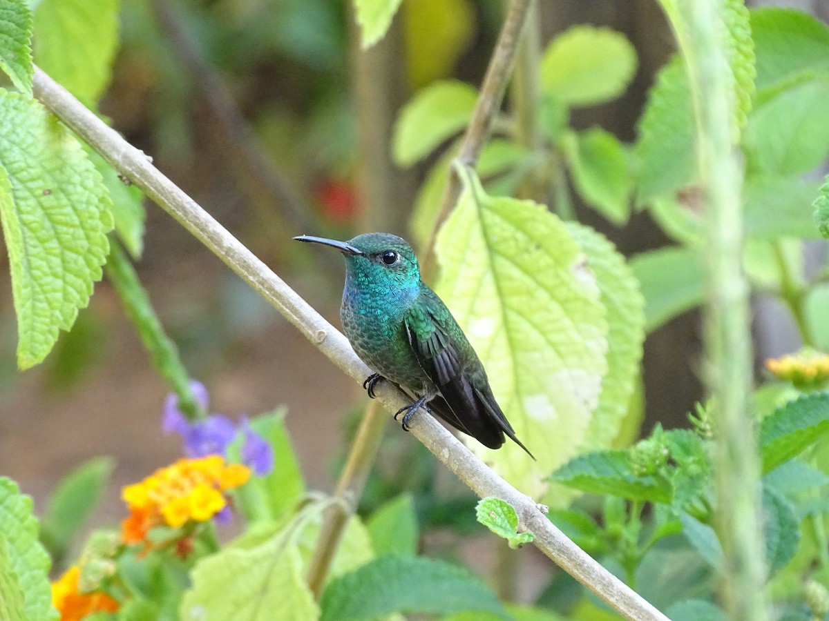 tupikolibri - ML641890961