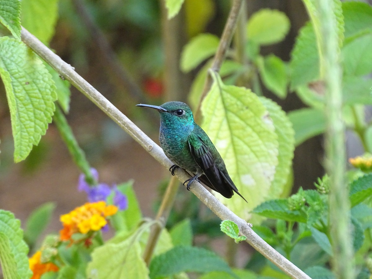 tupikolibri - ML641890962