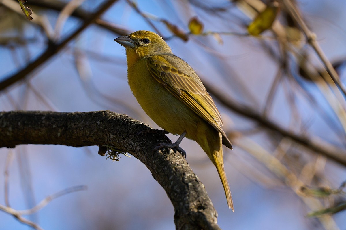 Hepatic Tanager - ML641890982