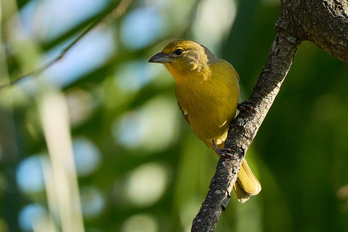 Hepatic Tanager - ML641890983