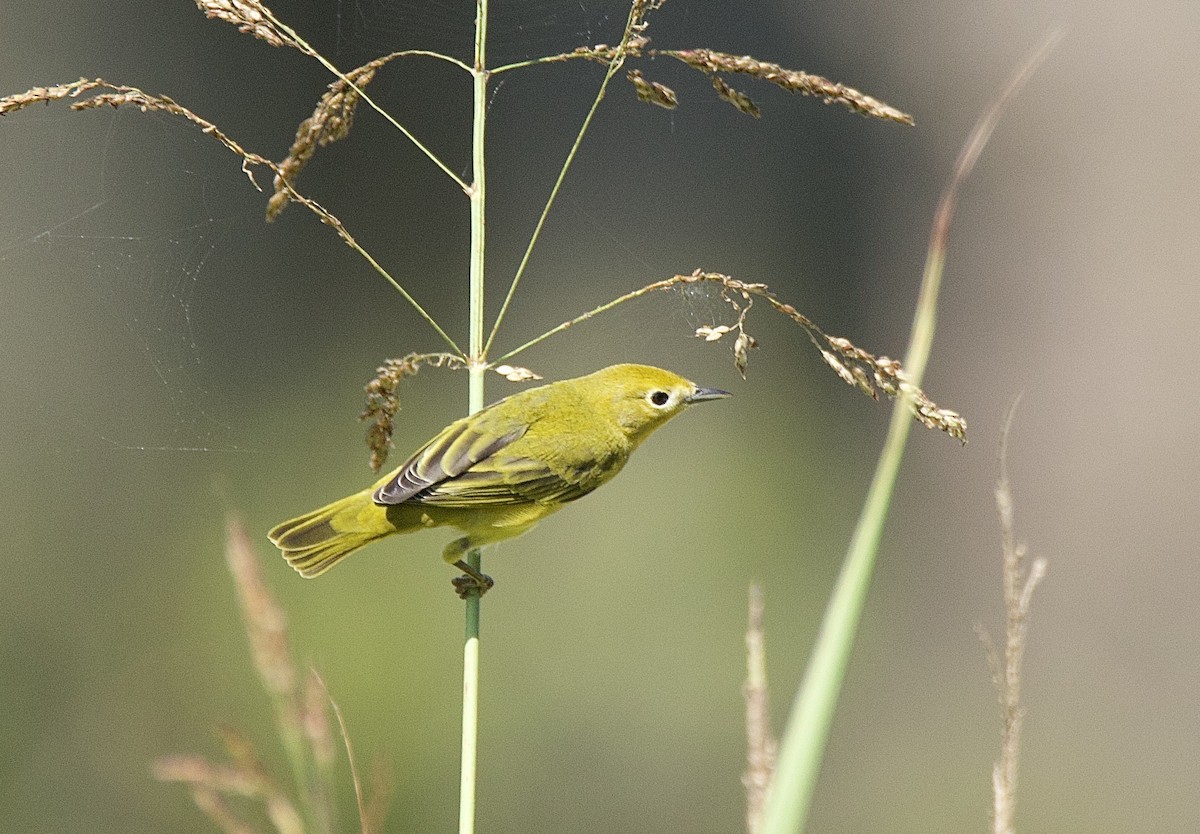 Northern Yellow Warbler - ML641891000