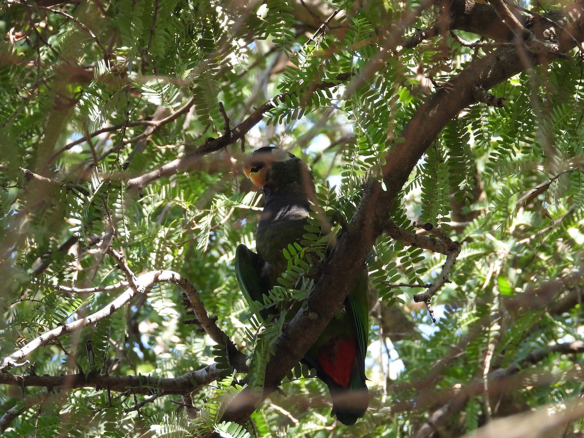 Scaly-headed Parrot - ML641891007
