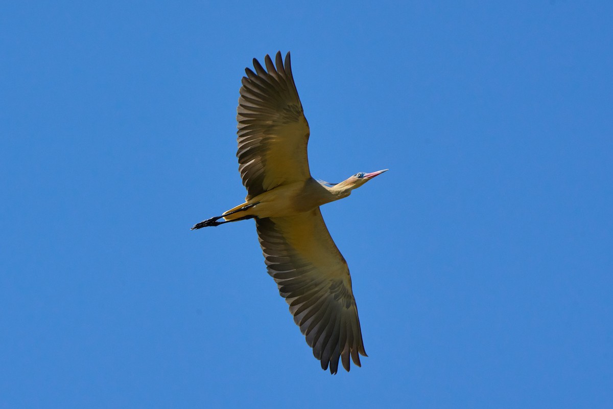 Whistling Heron - ML641891009