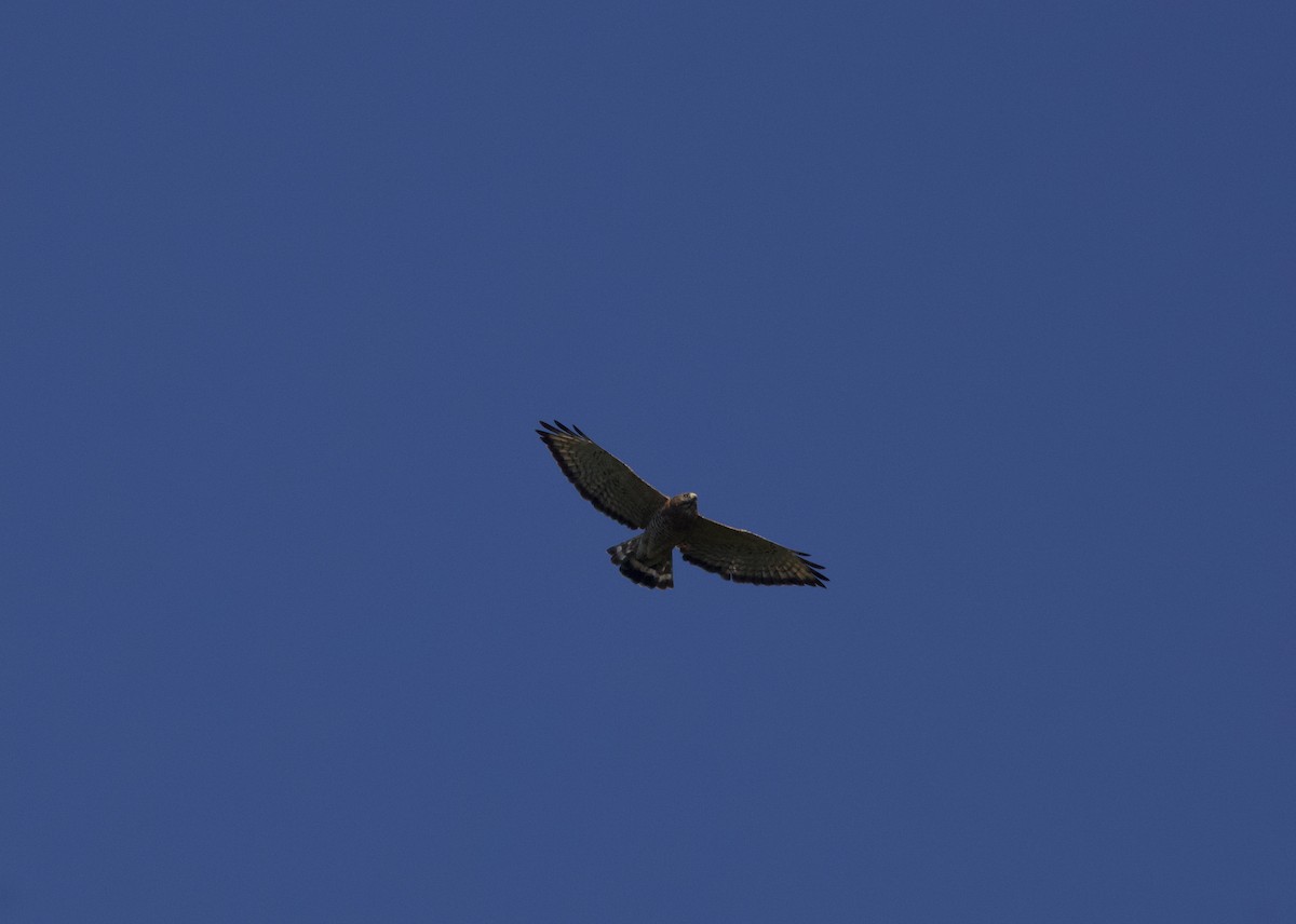 Broad-winged Hawk - ML641891012