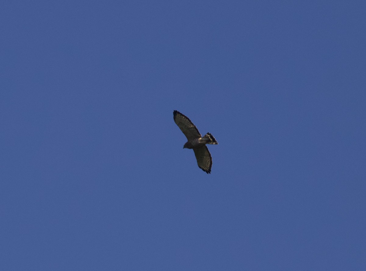 Broad-winged Hawk - ML641891013