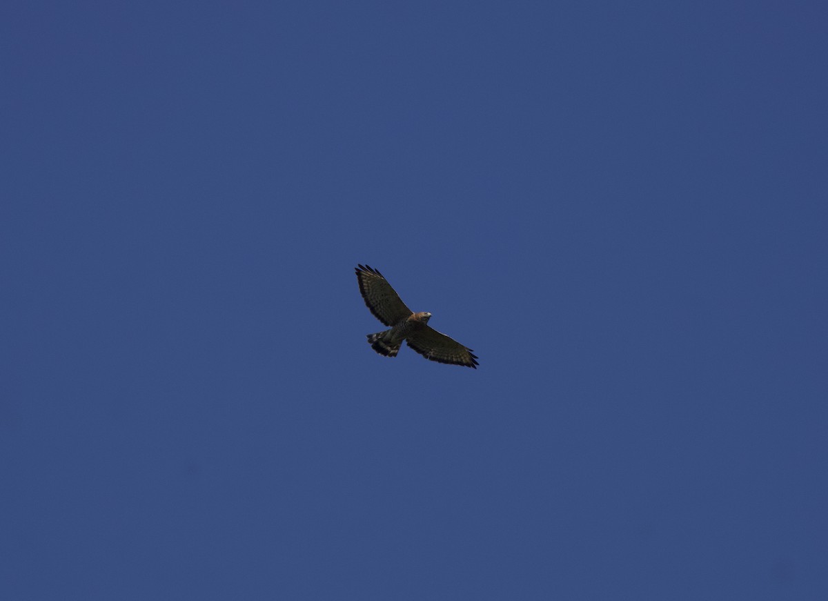 Broad-winged Hawk - ML641891014