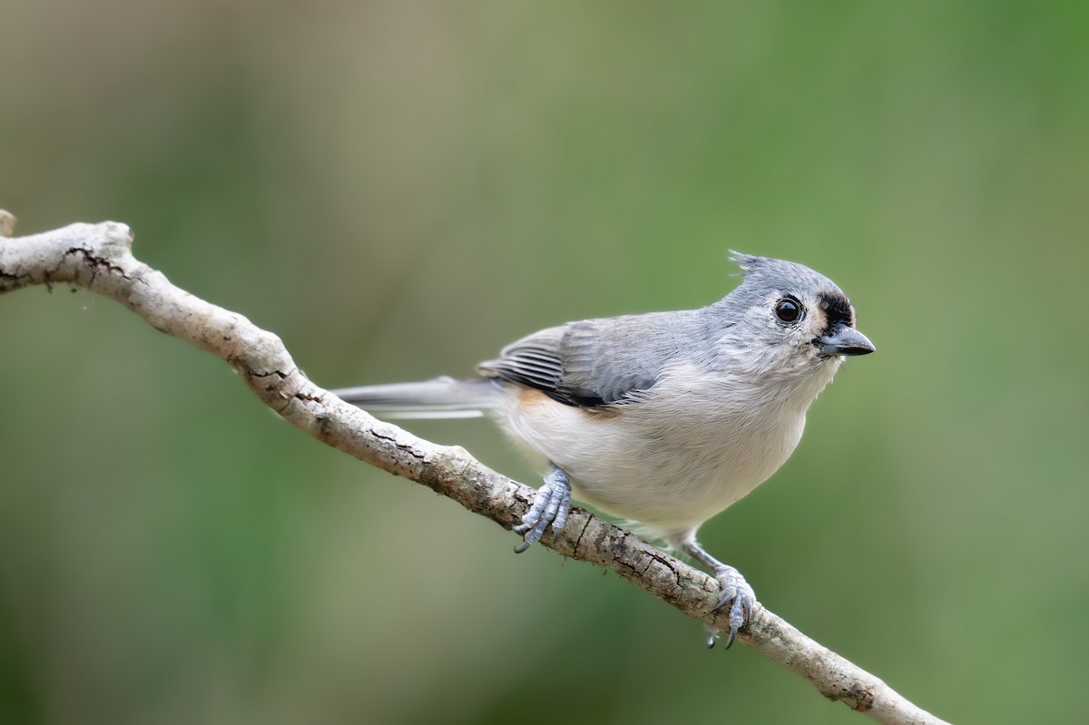 Tufted Titmouse - ML641891016