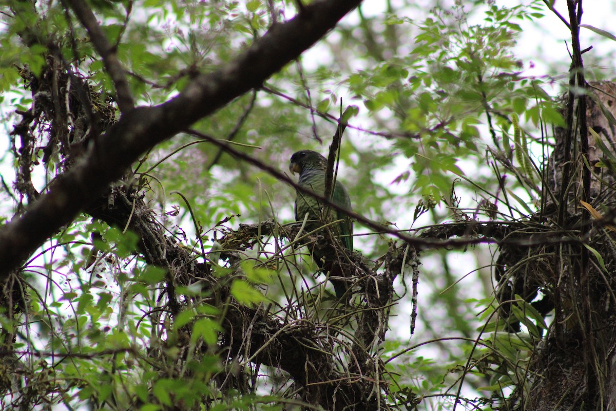 Scaly-headed Parrot - ML641891054