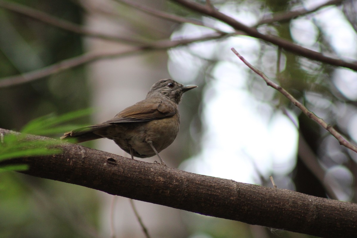 Pale-breasted Thrush - ML641891082
