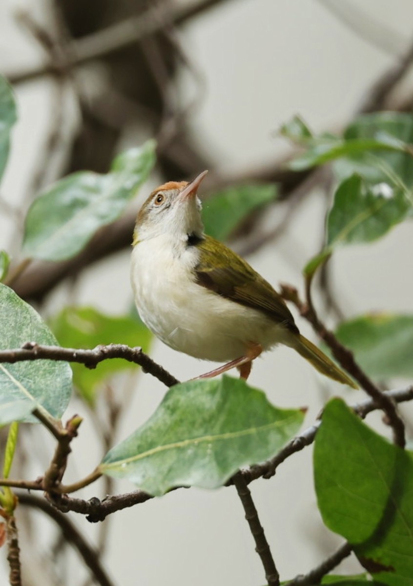 Common Tailorbird - ML641891085