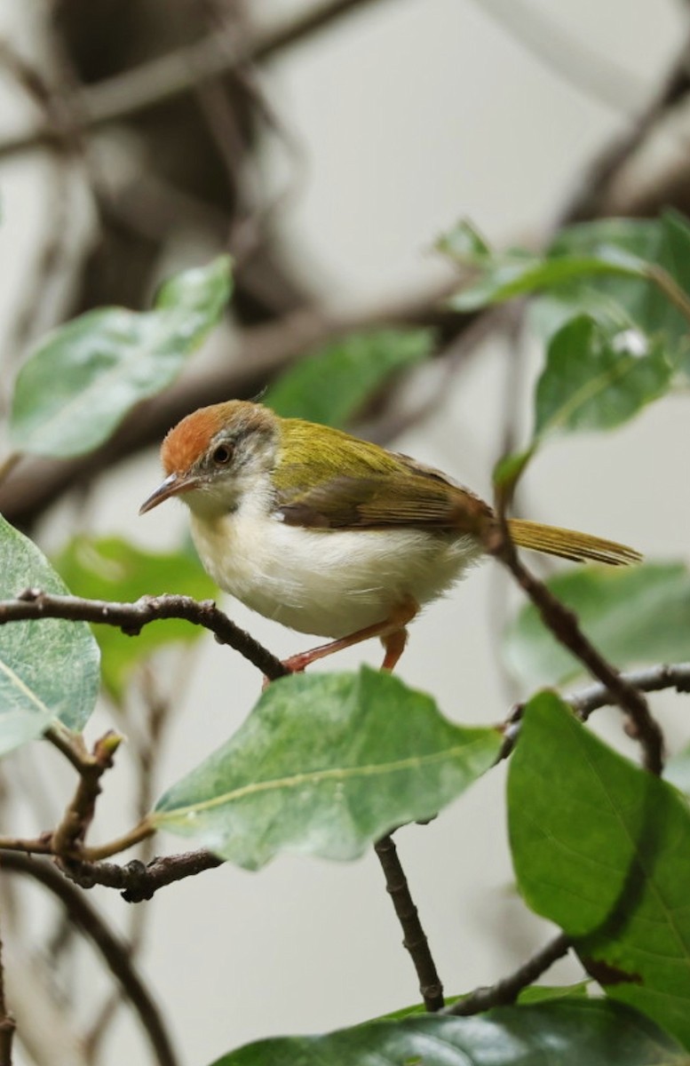 Common Tailorbird - ML641891086
