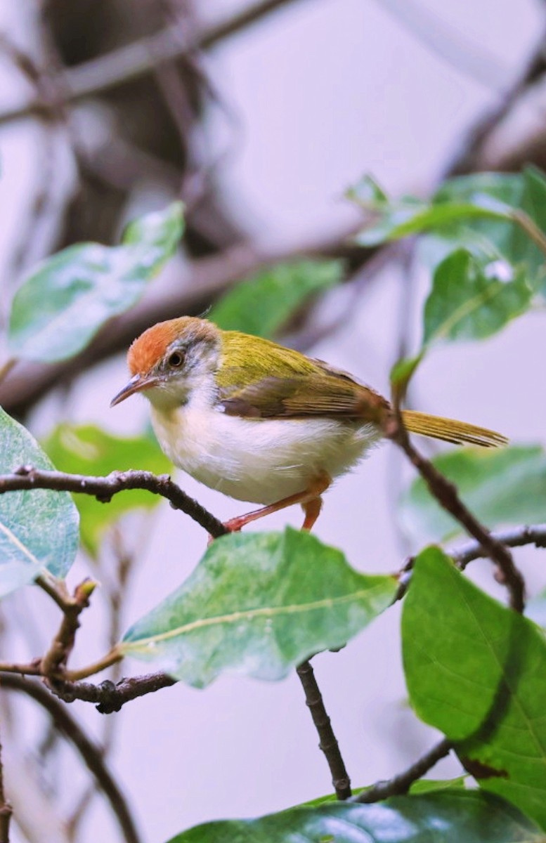 Common Tailorbird - ML641891087