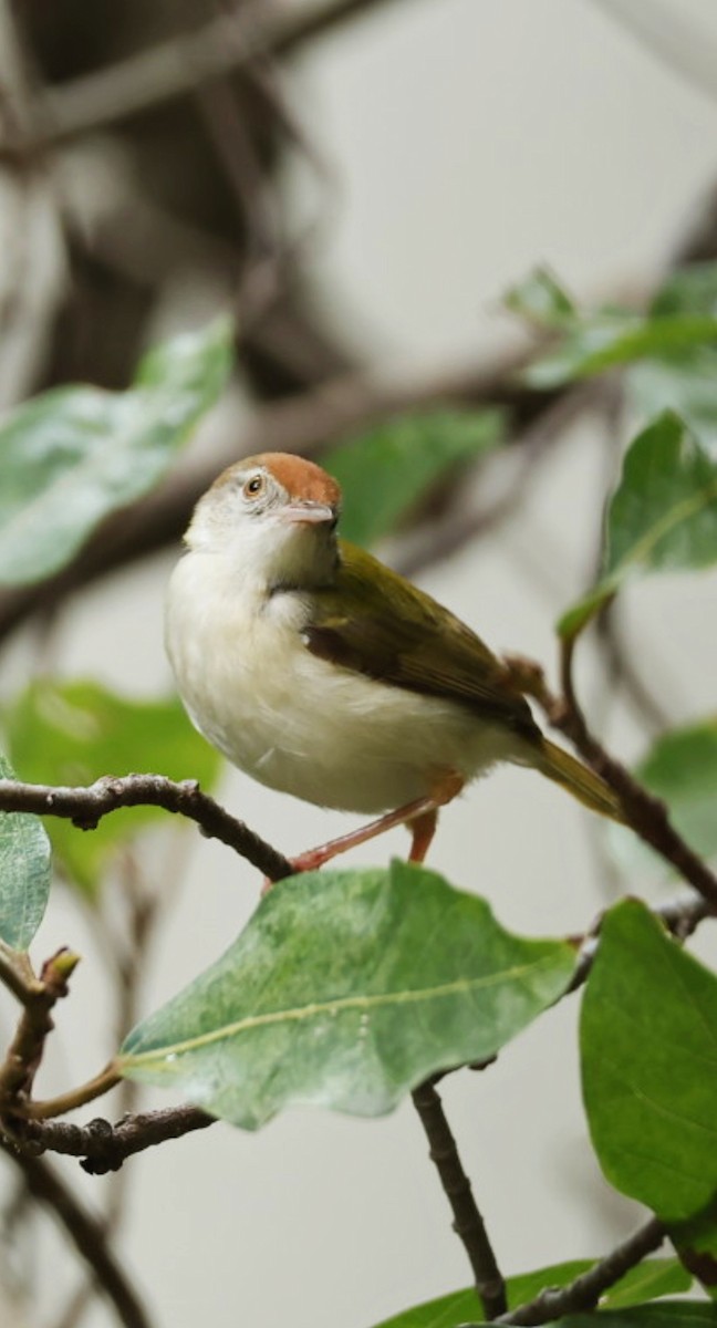 Common Tailorbird - ML641891088