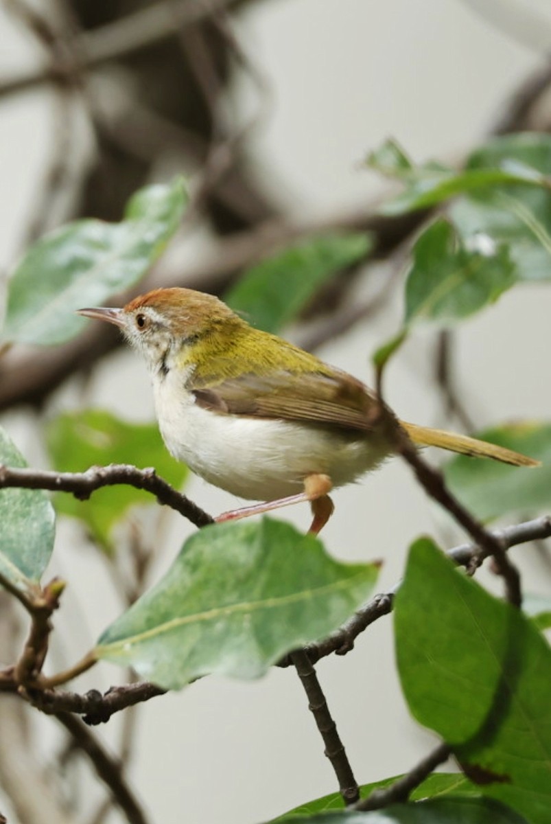 Common Tailorbird - ML641891089