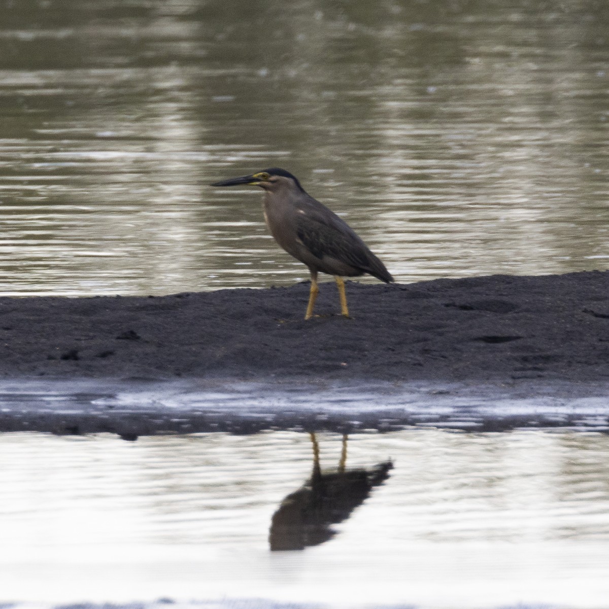 Striated Heron (Old World) - ML641891100
