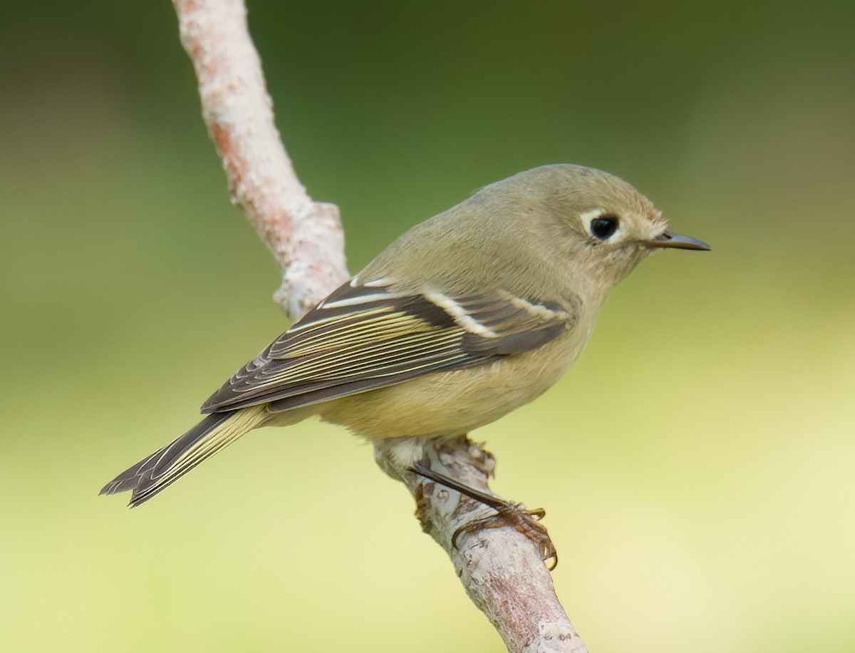 Ruby-crowned Kinglet - ML641891117