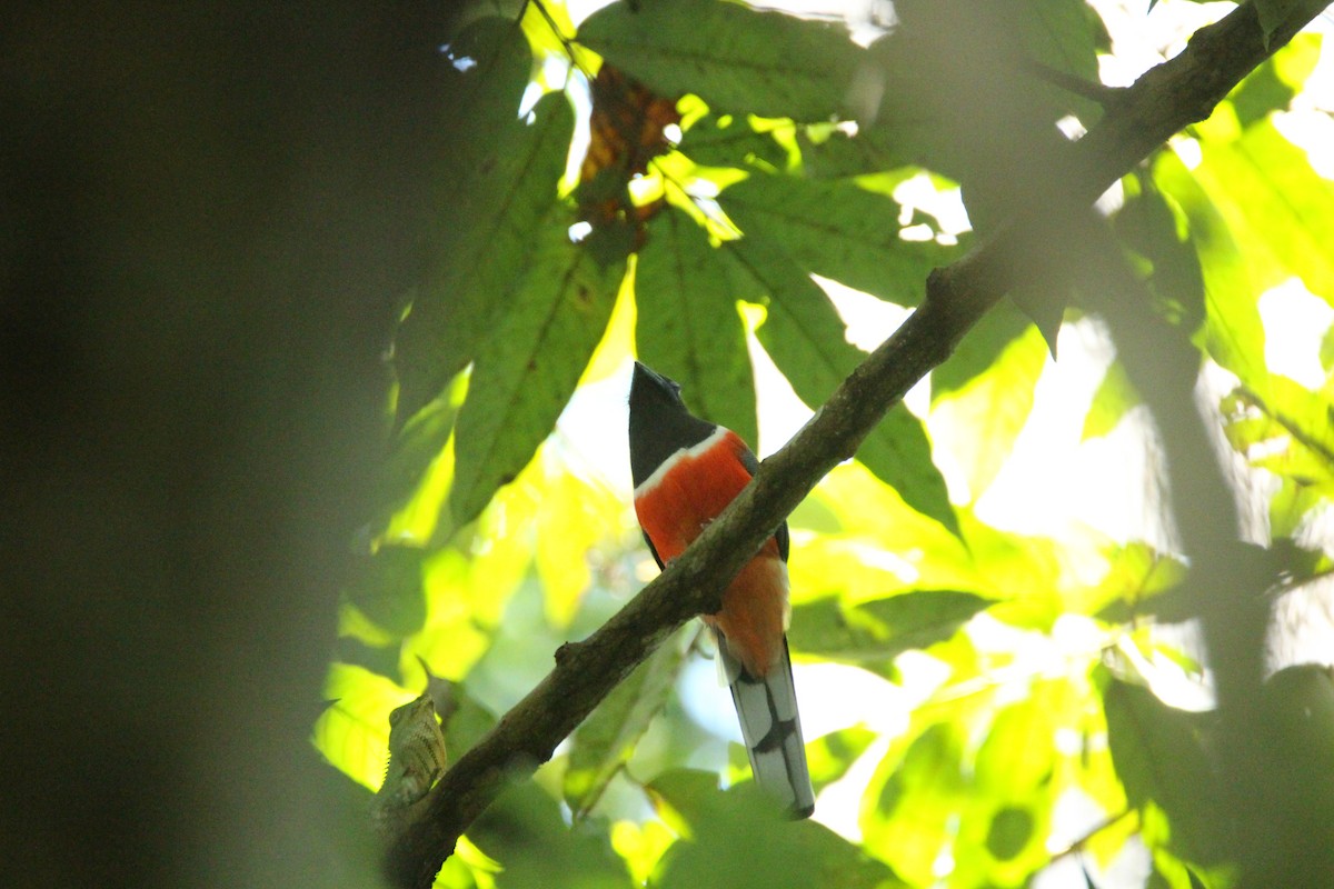 Malabar Trogon - ML641891148