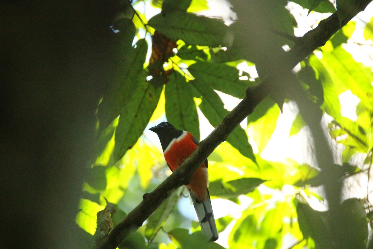 Malabar Trogon - ML641891152