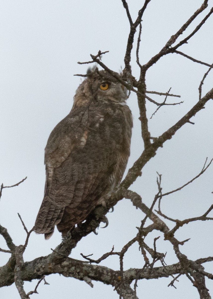 Great Horned Owl - ML641891177