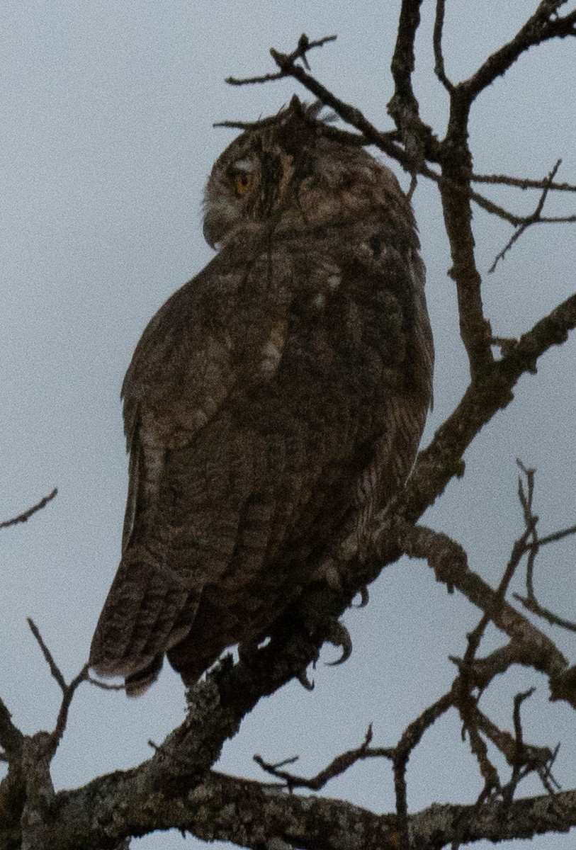 Great Horned Owl - ML641891178