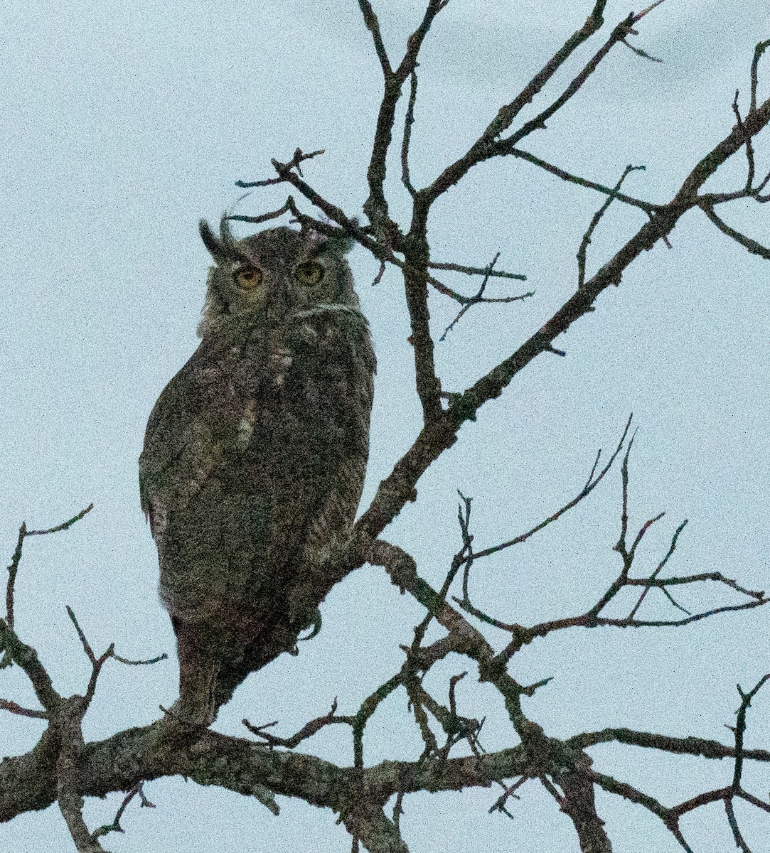Great Horned Owl - ML641891181