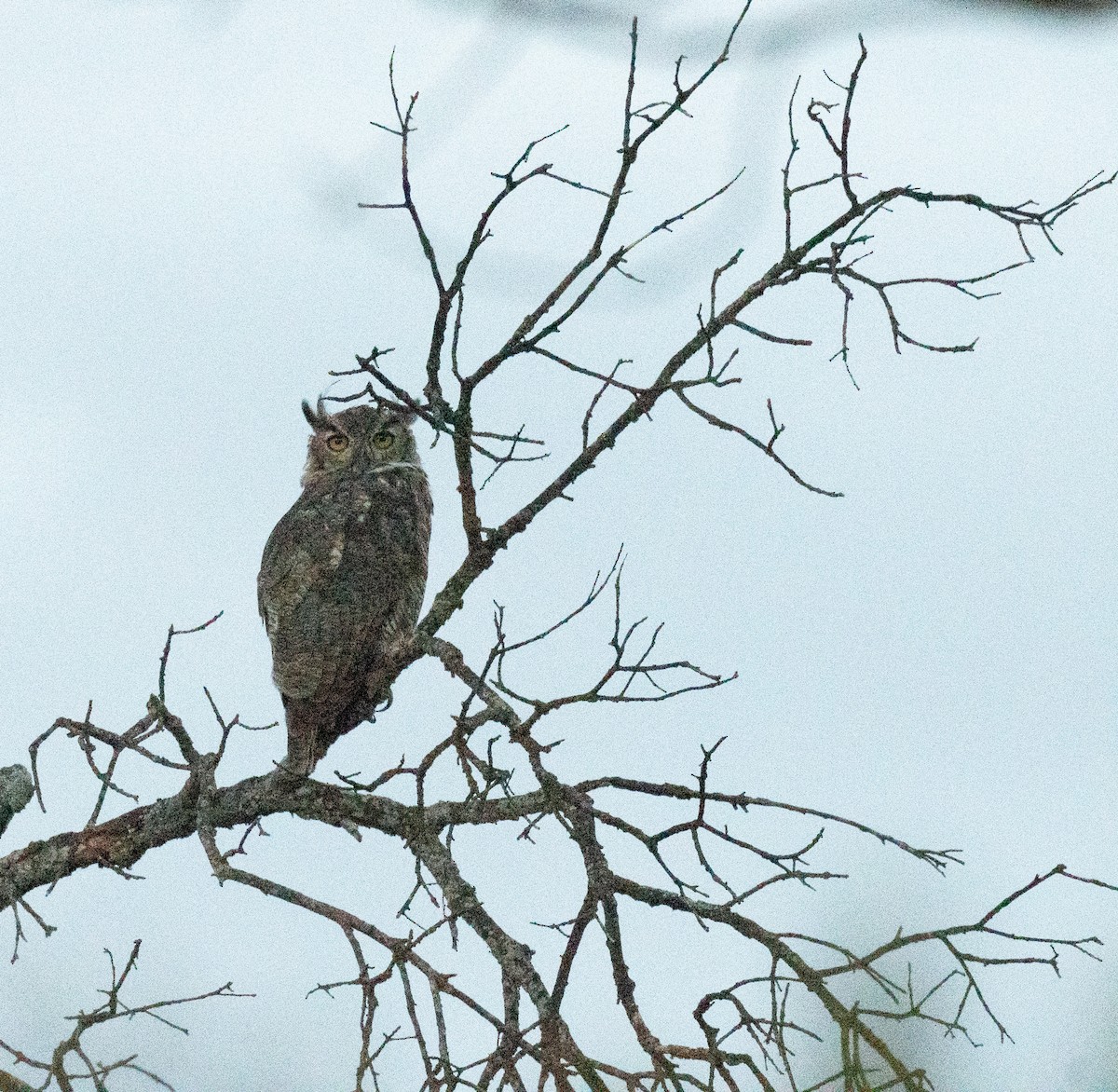 Great Horned Owl - ML641891182