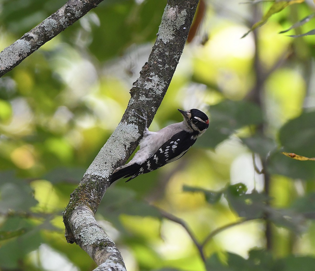 Downy Woodpecker - ML641891185