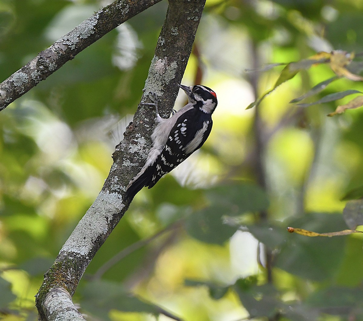 Downy Woodpecker - ML641891186