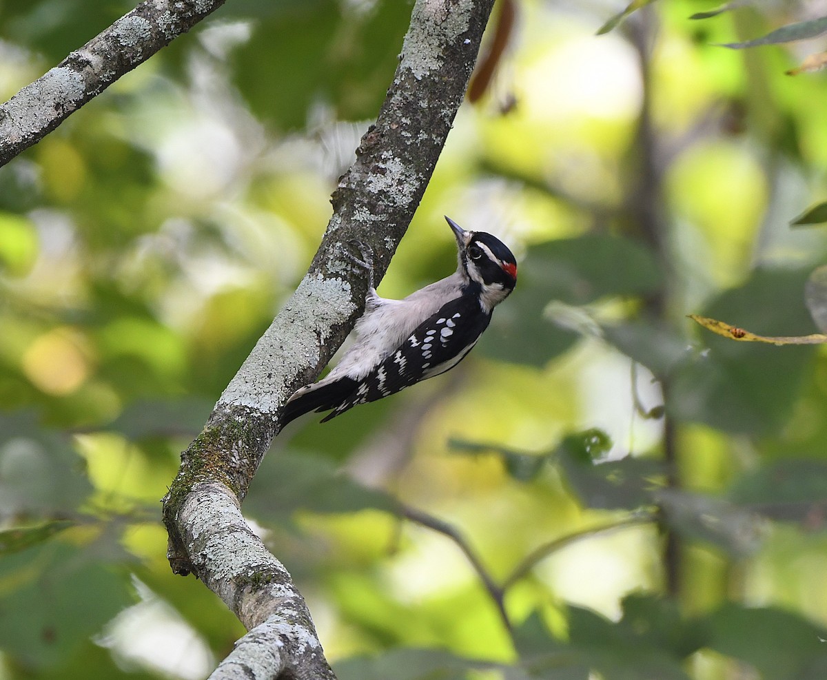 Downy Woodpecker - ML641891187