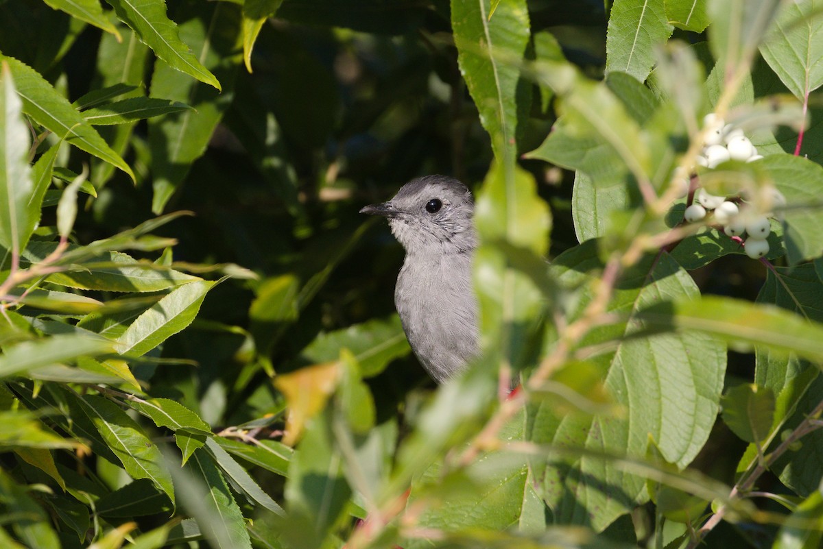 Gray Catbird - ML641891191