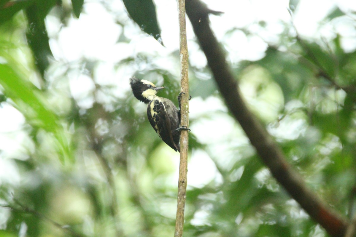 Heart-spotted Woodpecker - ML641891192