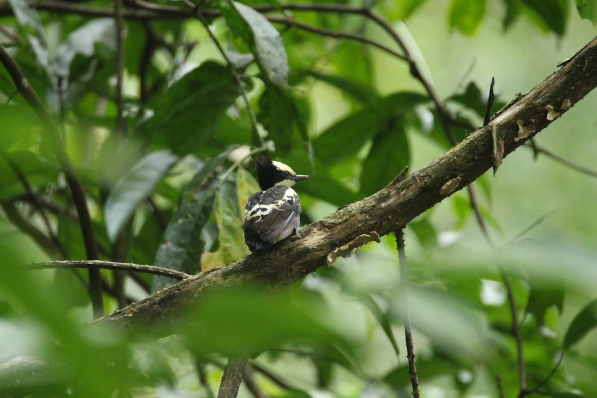 Heart-spotted Woodpecker - ML641891193