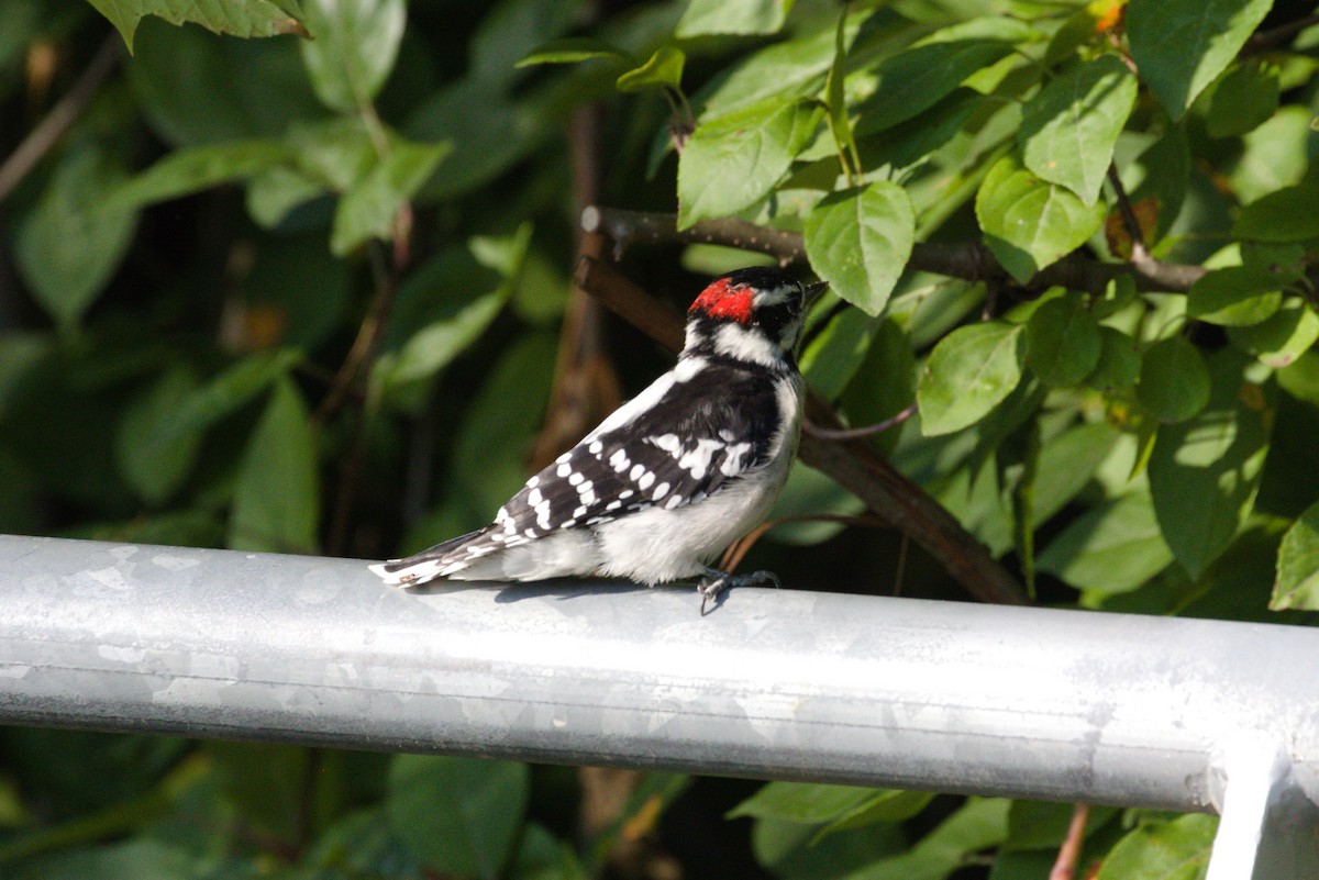 Downy Woodpecker - ML641891226