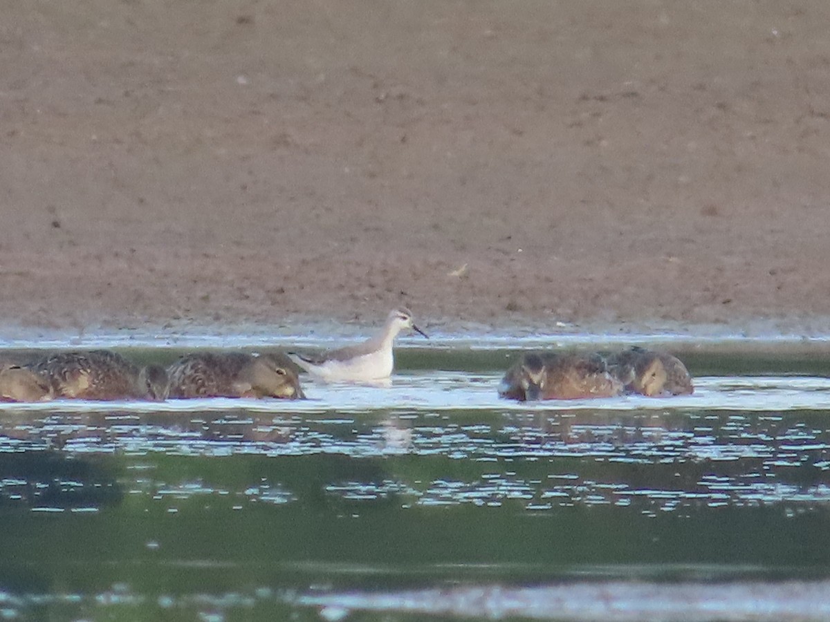 Wilson's Phalarope - ML641891229