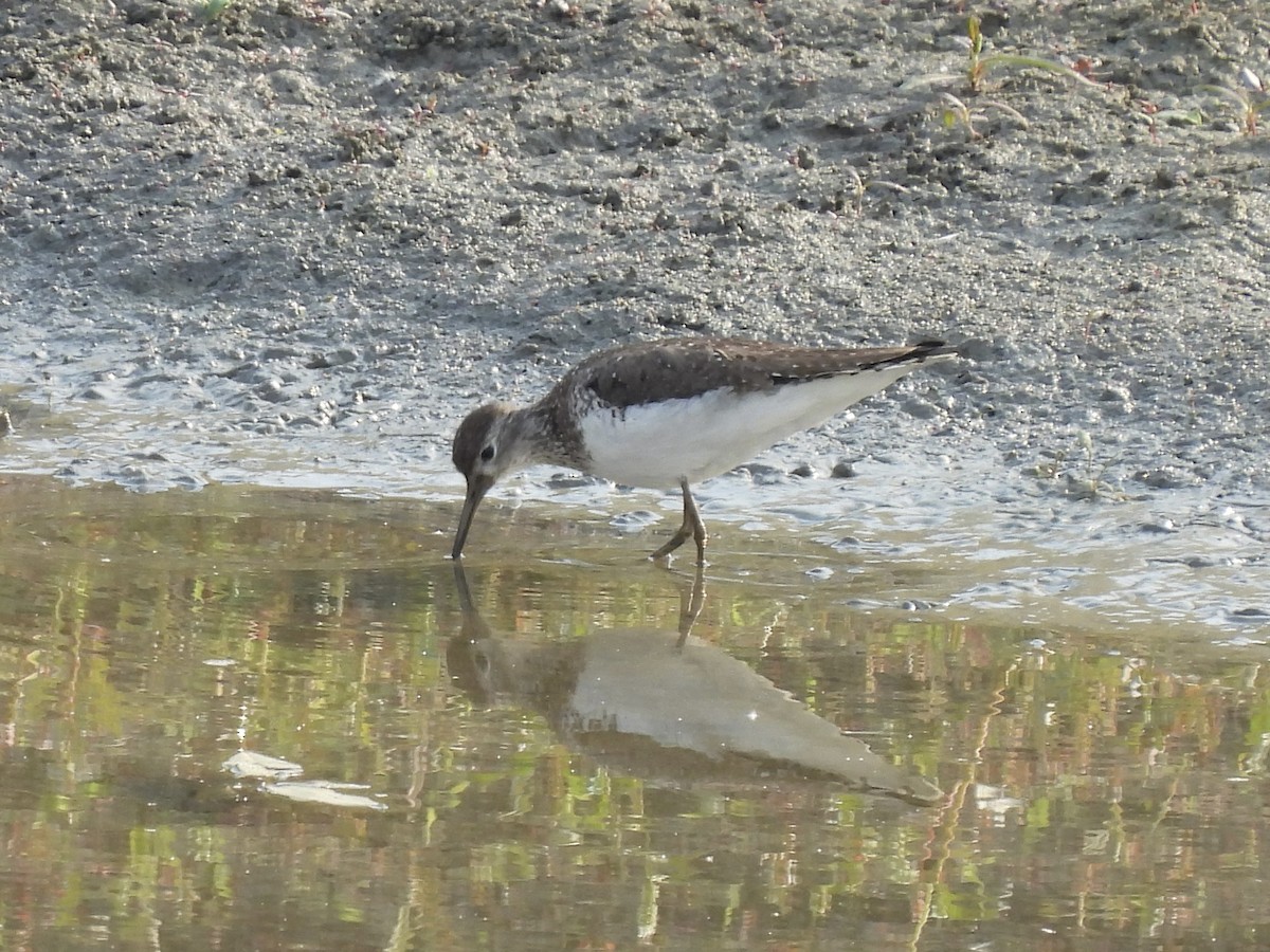 Solitary Sandpiper - ML641891232