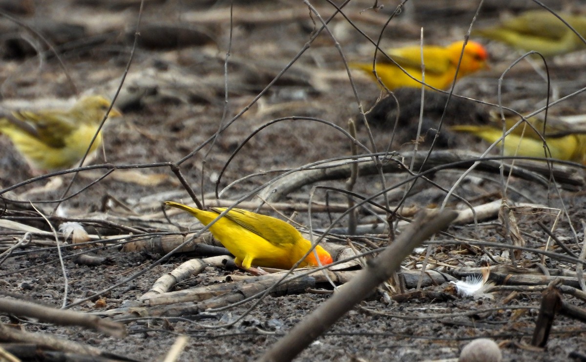 Orange-fronted Yellow-Finch - ML641891233
