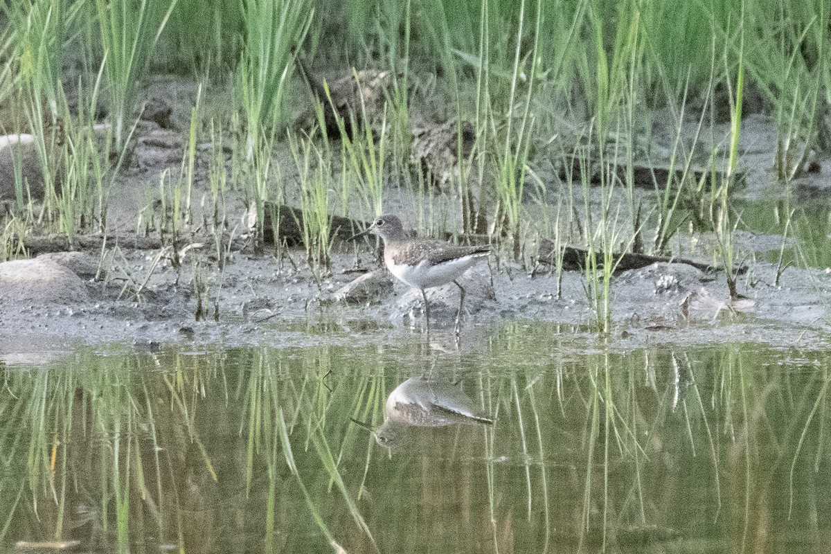 Solitary Sandpiper - ML641891237